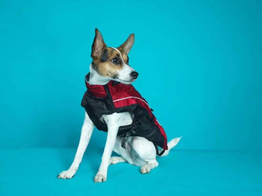 Rogz Snowskin Silver Gecko SALE (EXTRA 50% OFF AT CHECKOUT)